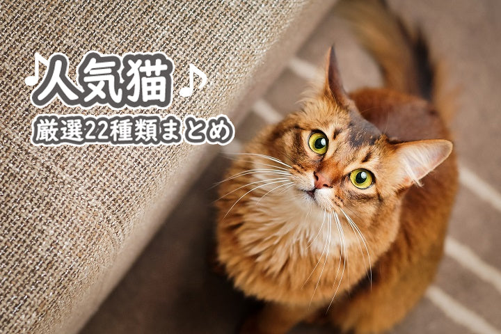 franchelippee キャット cat アニマル 動物 猫 人気 ロング 猫好きさんと繋がりたい #キャットショー#cfacatshow #exotic