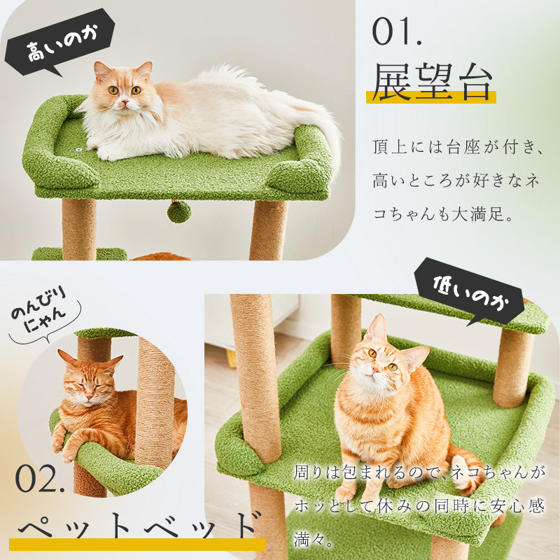 巨大ダブルヘッド アデニア グラウカ ねこちゃん型 巨大ダブルヘッド アデニア グラウカ ねこちゃん型の通販 by アンジュ