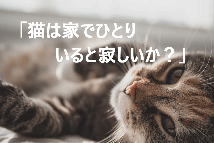 猫は家でひとりいると寂しいか？